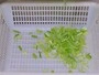 Multifunctional Vegetable Cutting Machine (Double Head)