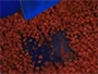 Vegetable Dicing Machine (300-800kg/h)